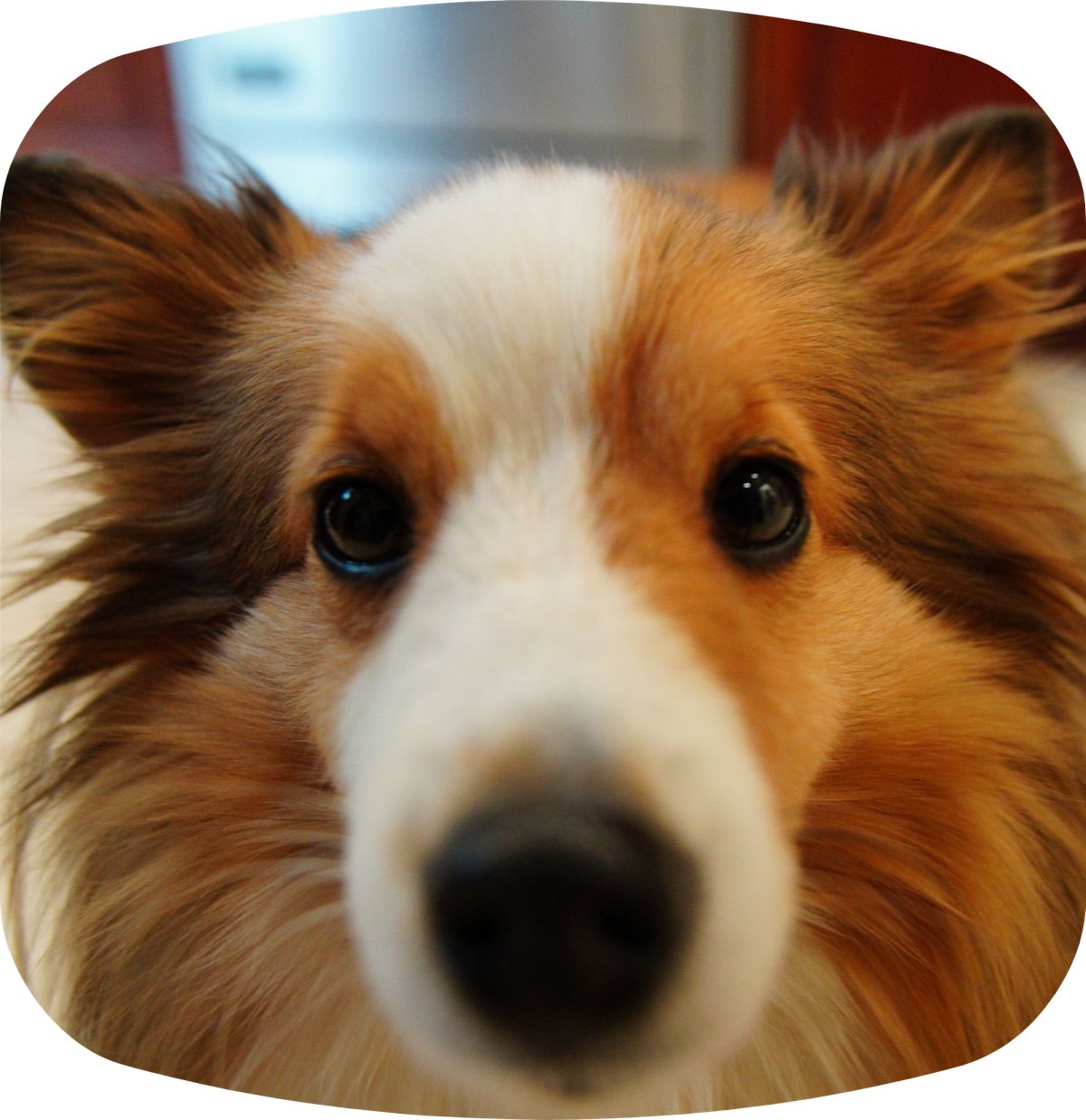 timbit-look-at-camera